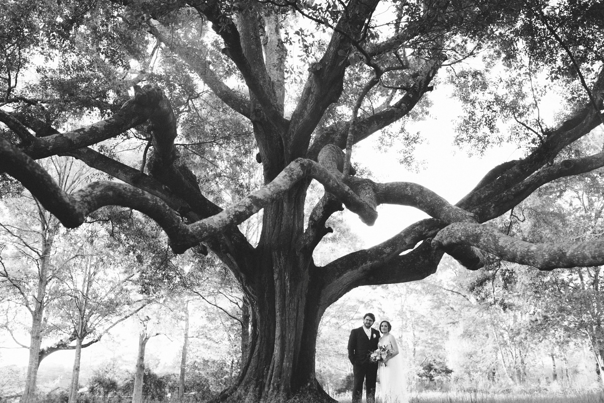 bride and groom under huge tree